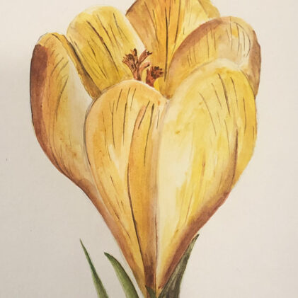 saint valentine, valentines day story, crocus flower watercolor, esther varghese art